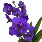 Vanda Tayanee Blue (Ansu)