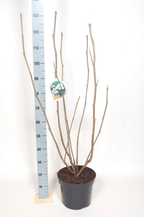Magnolia Sieboldii