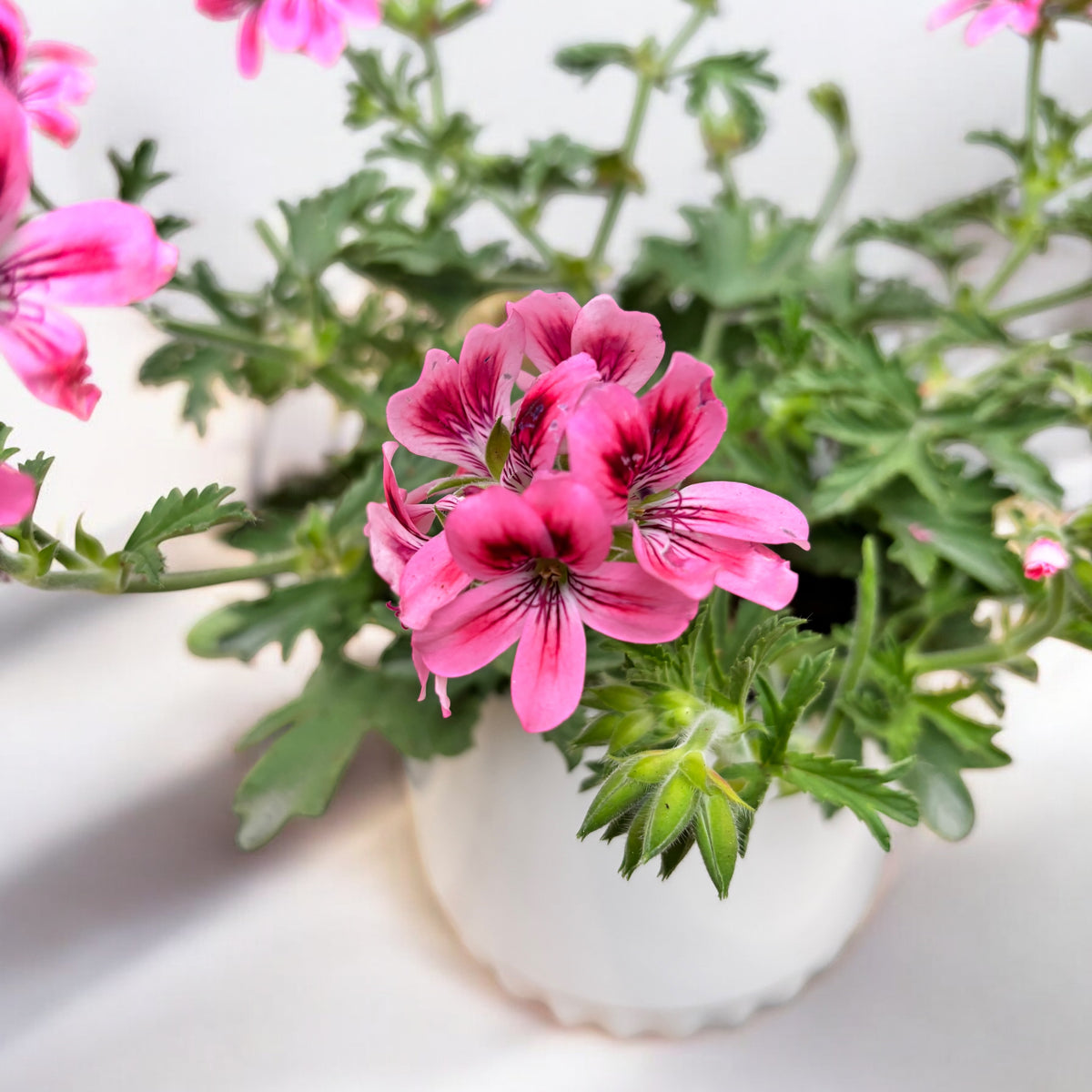 Vonné muškáty - Pelargonium (Scented Grp) ‘Isko Fleur’ (květinová vůně)