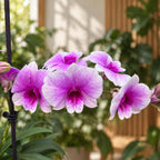 Dendrobium Yaya Victoria 'Doreen's Delight'