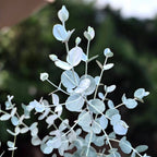 Eucalipt - Eucalyptus gunnii 'Blue Ice'