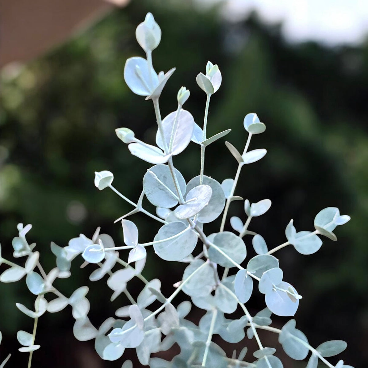 Eucalipt - Eucalyptus gunnii 'Blue Ice'