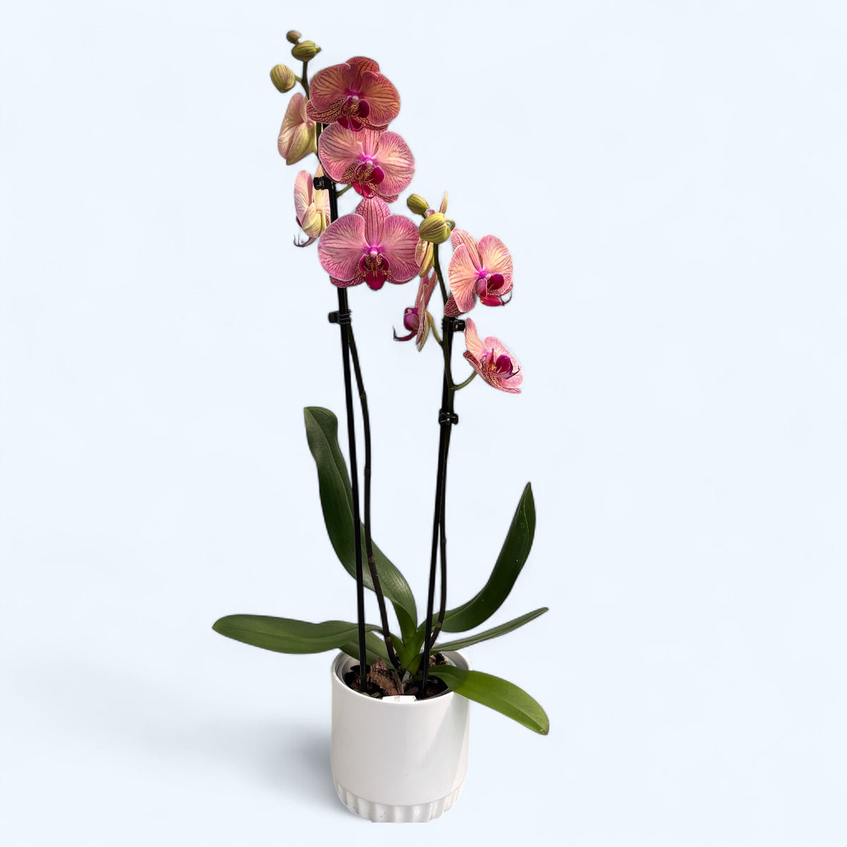 Phalaenopsis Golden Leopard