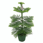 Araucaria heterophylla (Norfolkinsel-Kiefer) H80