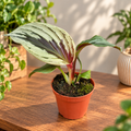 Cornukaempferia aurantiiflora 'Jungle Silver' - Ginger ornamental cu frunzis argintiu