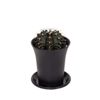 Gymnocalycium mihanovichii (Green)
