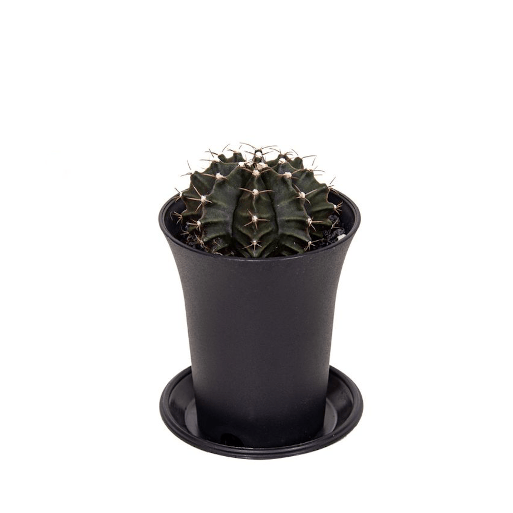 Gymnocalycium mihanovichii (Green)
