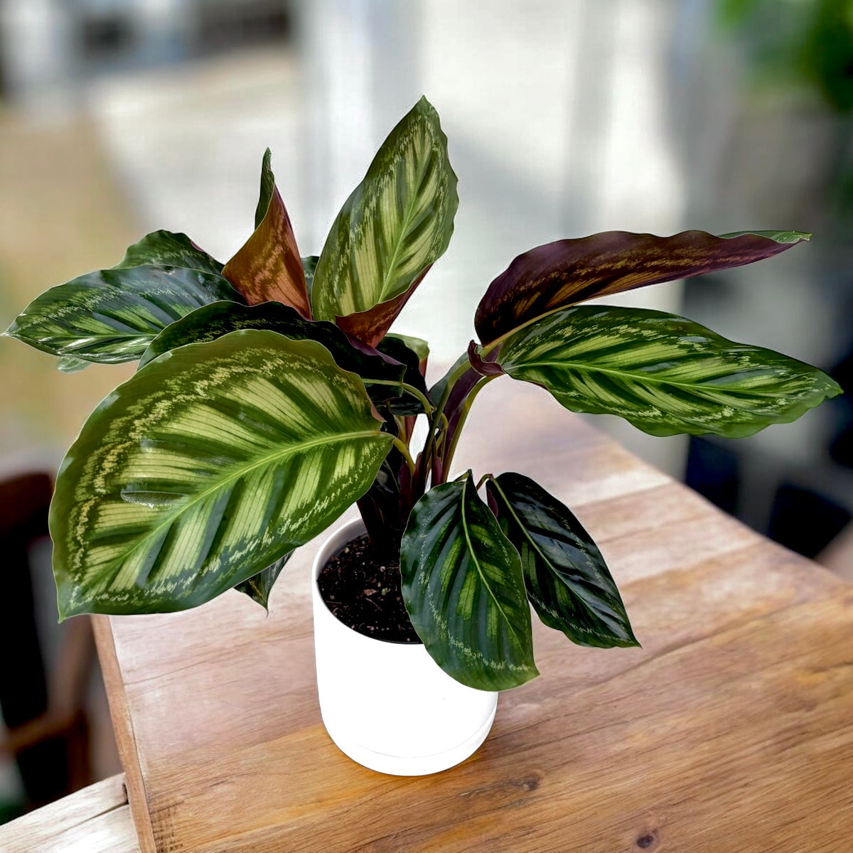 Calathea Flamestar