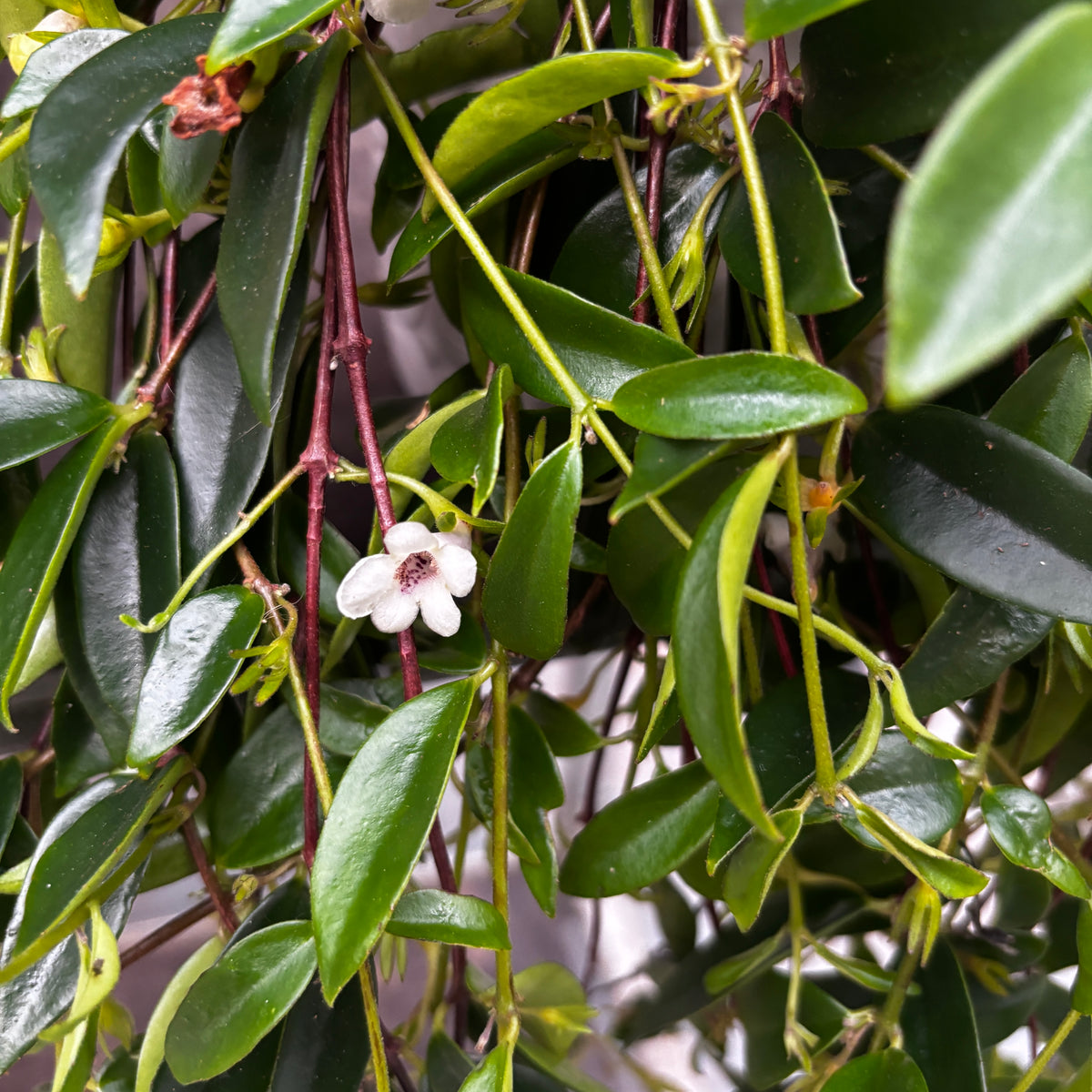 Codonanthe gracilis - Hängepflanze mit glänzenden Blättern und weißen Blüten