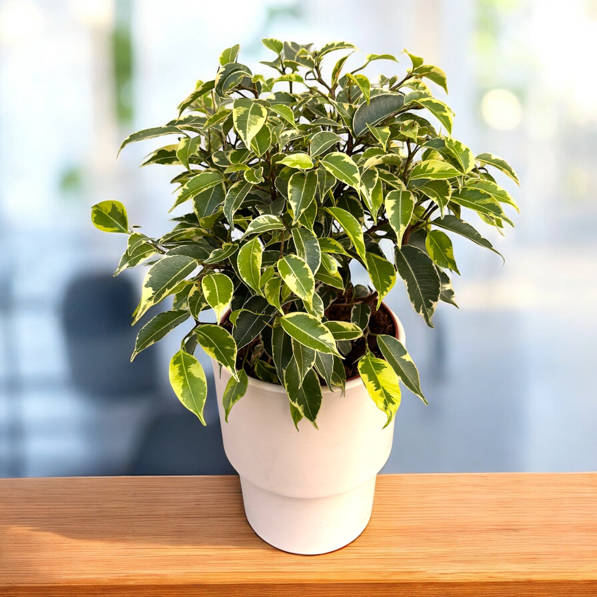 Ficus benjamina ‘Kinky’ – planta decorativa ideala pentru interior, usor de ingrijit