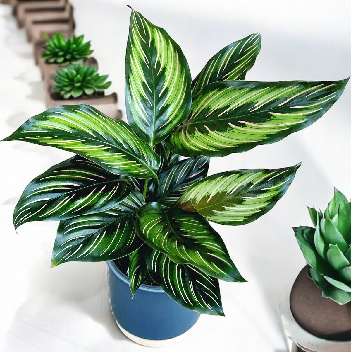 Calathea (Goeppertia) ‘Beauty Star’ - planta paun cu accente luminoase