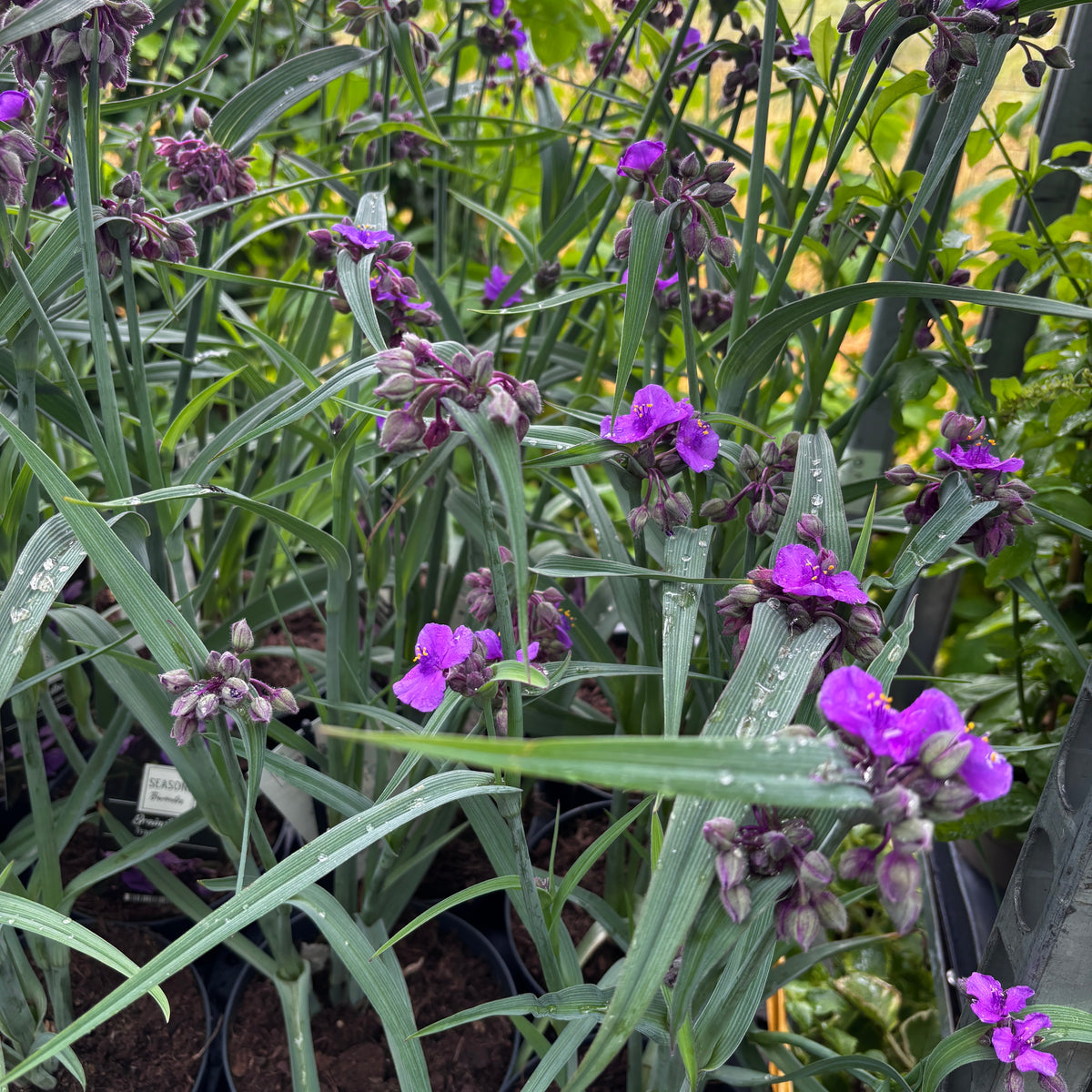 Tradescantia 'JS® Brainstorm' - tradescantia de gradina cu inflorire spectaculoasa si rezistenta excelenta