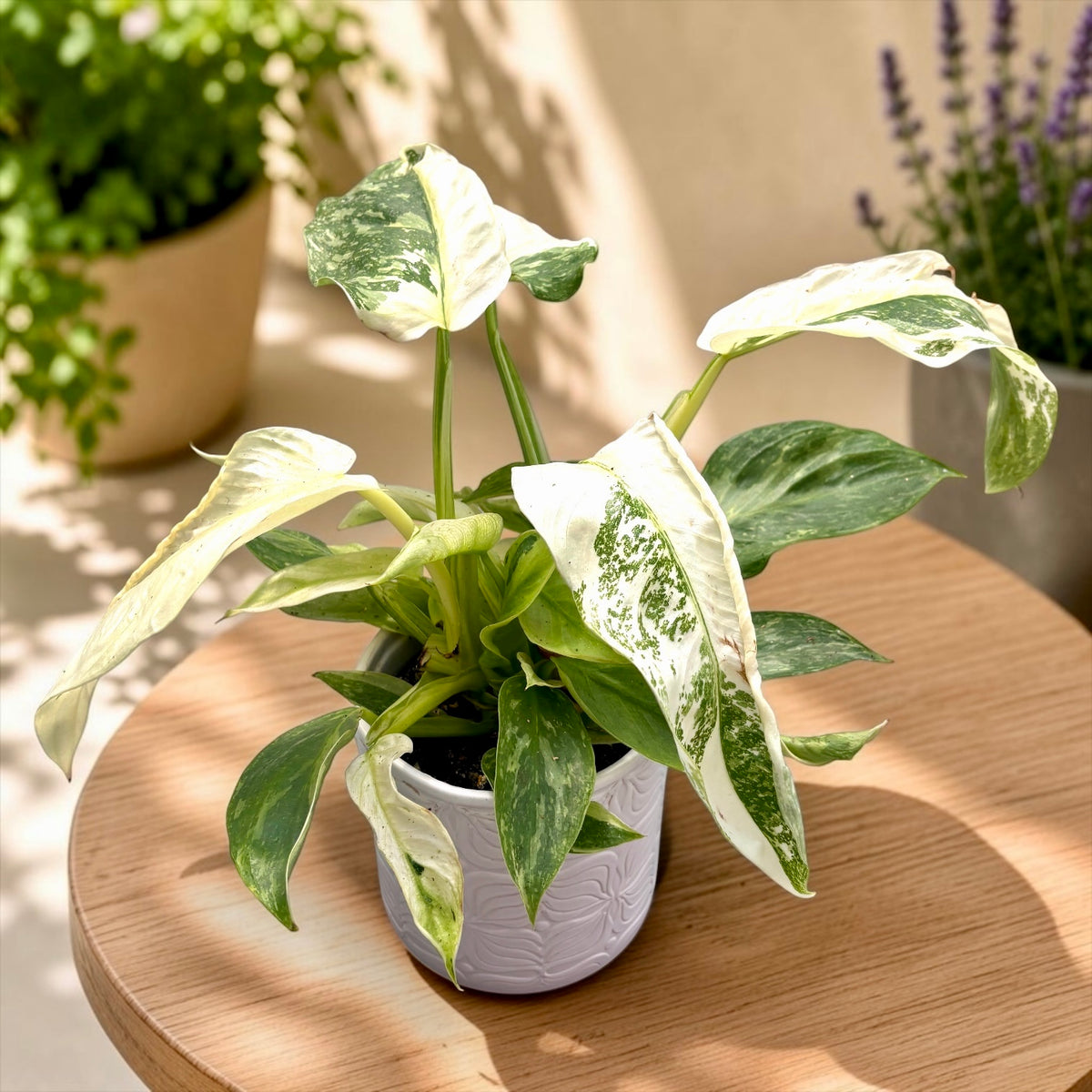 Philodendron Jose Buono (strong variegation) - lush specimens