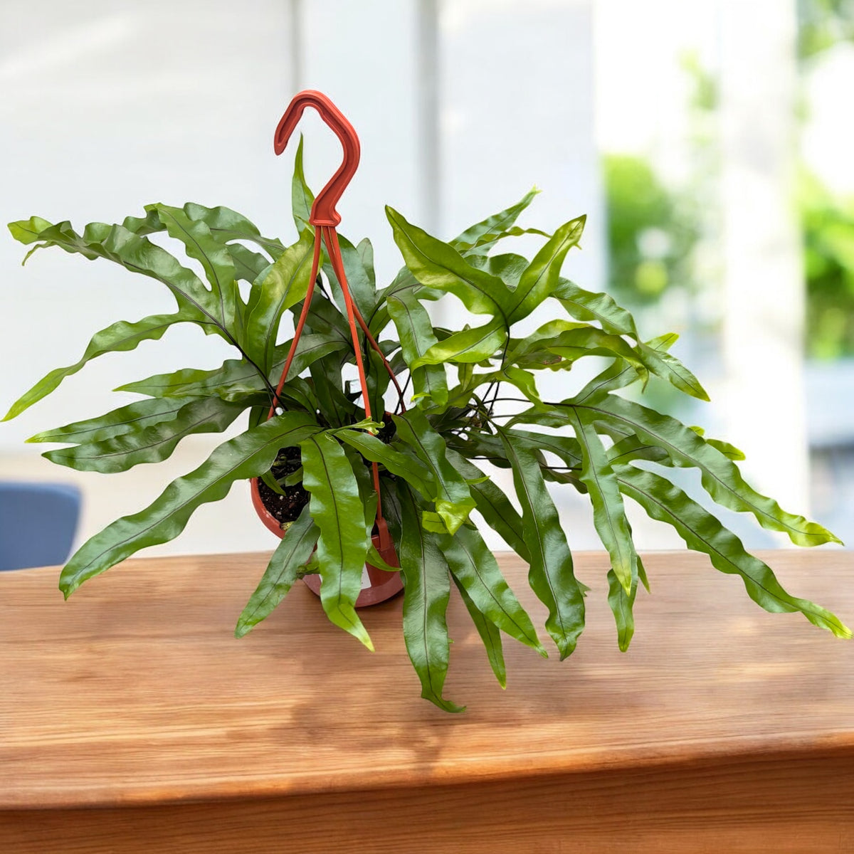 Microsorum diversifolium – Kangaroo Paw fern with glossy foliage