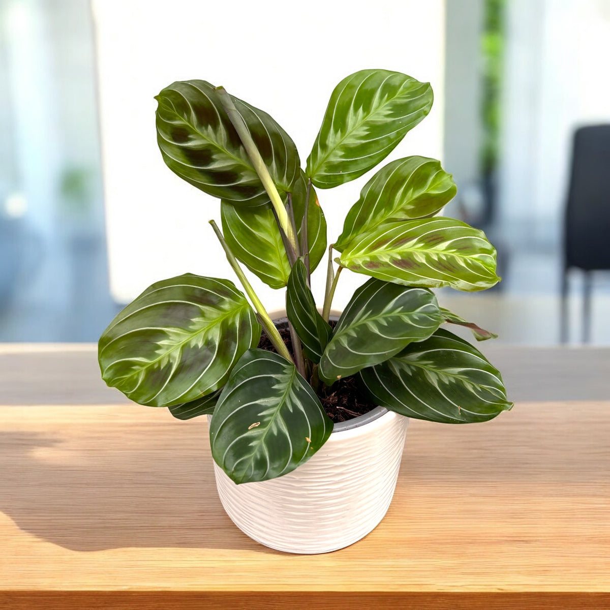 Maranta leuconeura ‘Dark Form’ – planta care se roaga, cu frunze catifelate si desen spectaculos