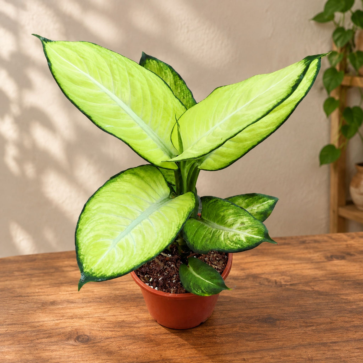 Dieffenbachia ‘Summer Style’ – eleganta tropicala in verde si crem