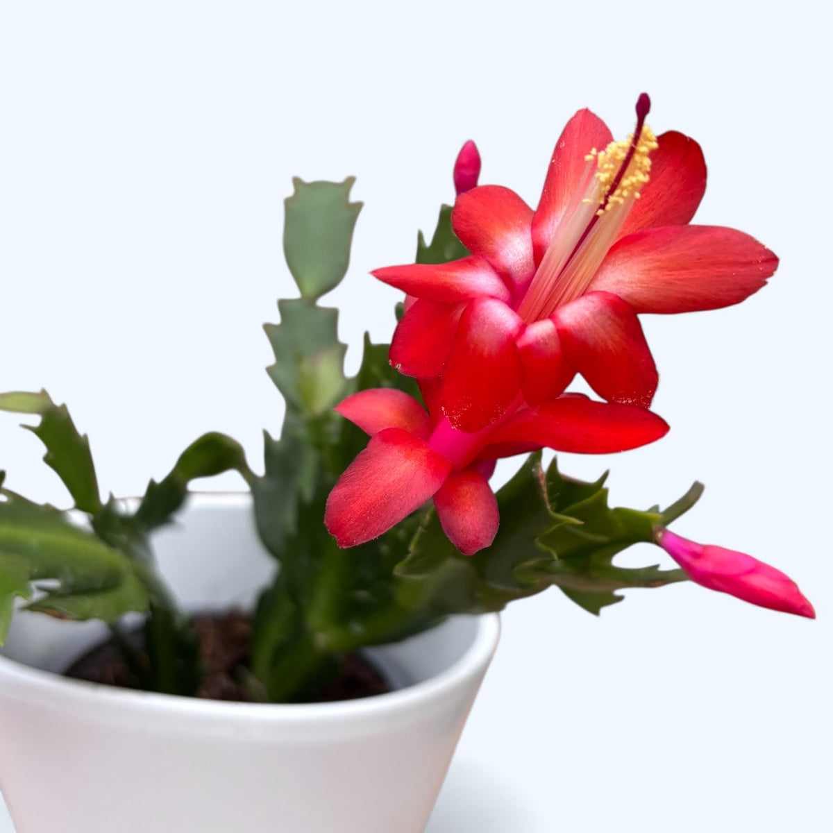 Schlumbergera ‘Carribean Dancer’ (Red Christmas Cactus)