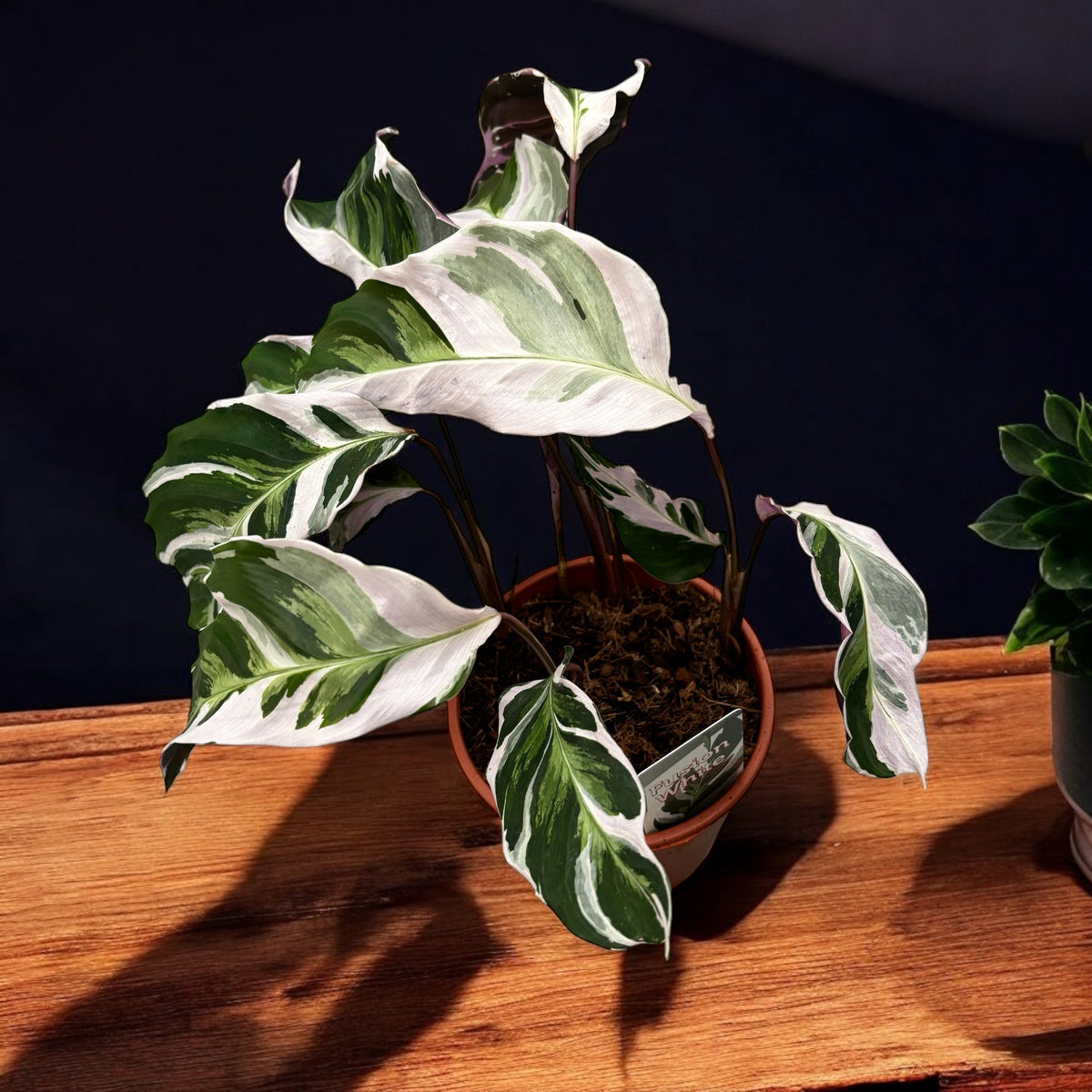Calathea ‘White Fusion’ – premium decorative plant with white-green variegated foliage