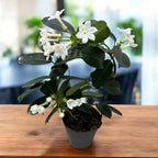 Stephanotis jasminoides (Iasomia de Madagascar, Floarea Fericirii) - flori intens parfumate