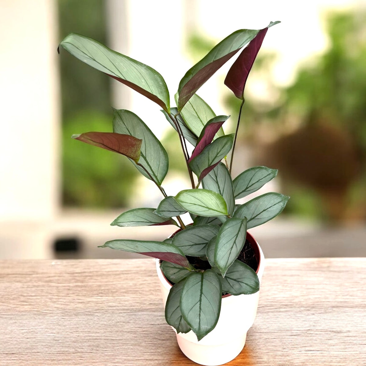 Calathea setosa ‘Silver Star’