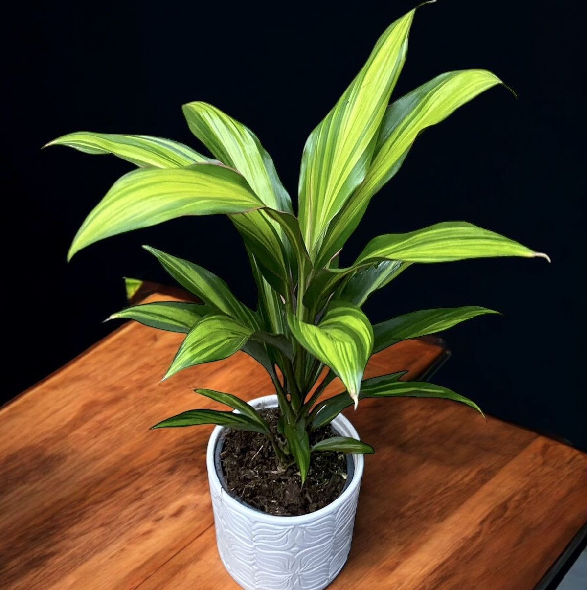 Cordyline ‘Kiwi’ – decorative indoor plant with leaves in 3 colors