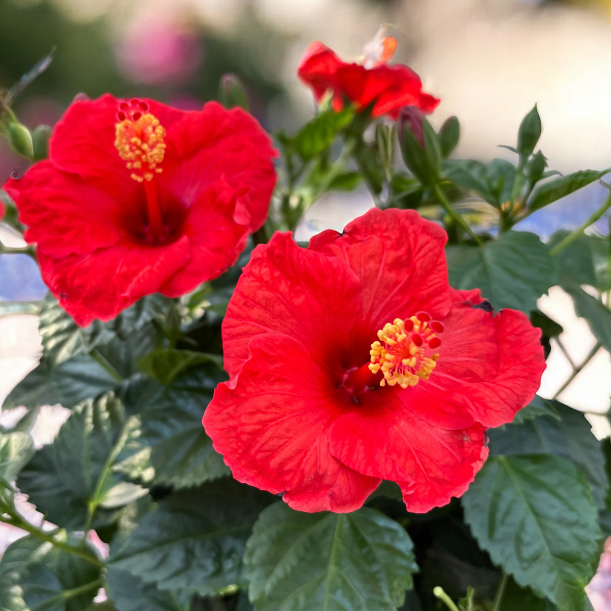 Hibiscus rosa-sinensis ‘Sunny Bordeaux’ - exemplare XL