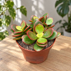 Crassula ovata ‘Indian Summer’ – jade tree with compact foliage and warm shades