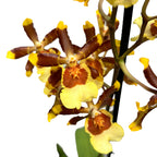 Colmanara tropic Jungle - parfumata