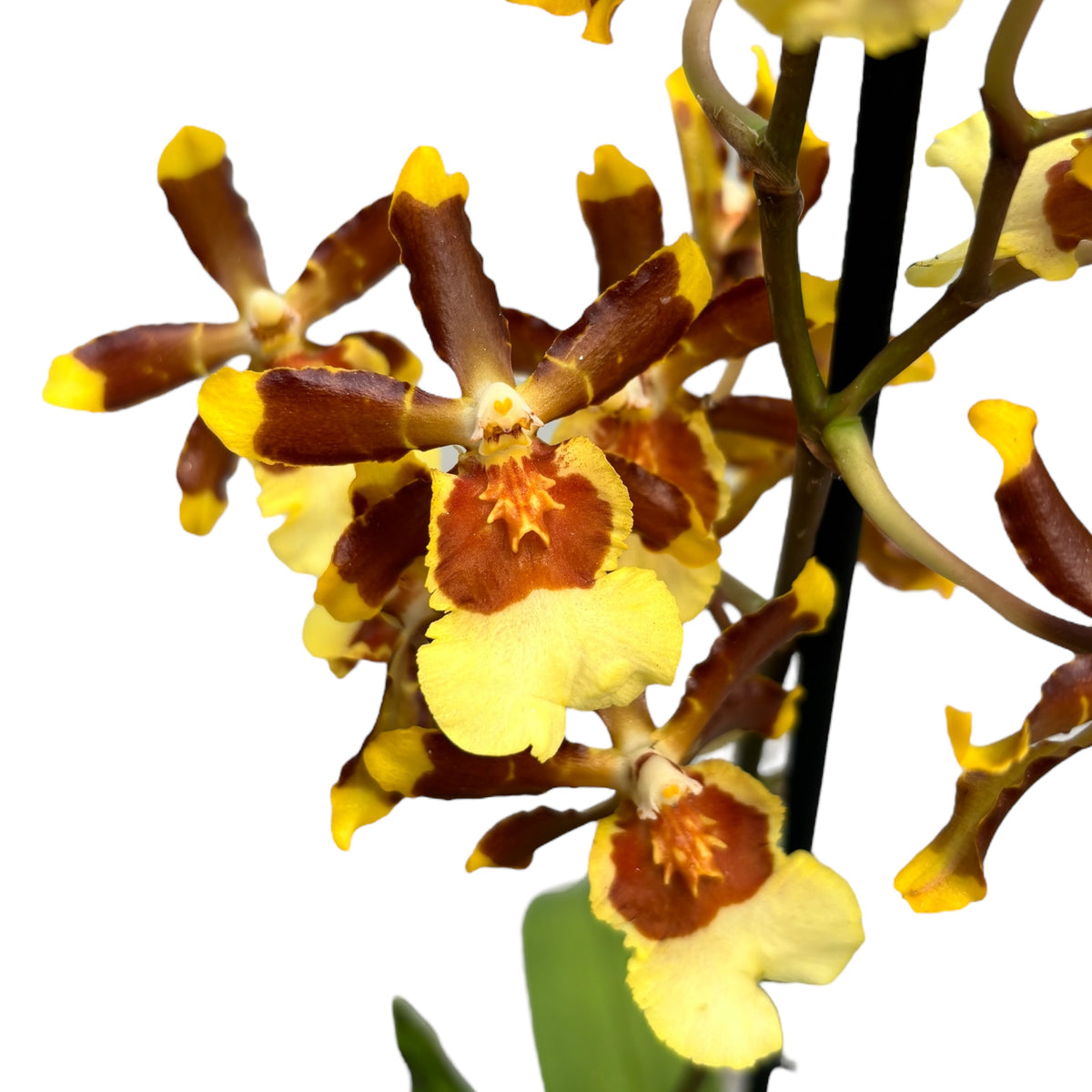 Colmanara tropic Jungle - parfumata