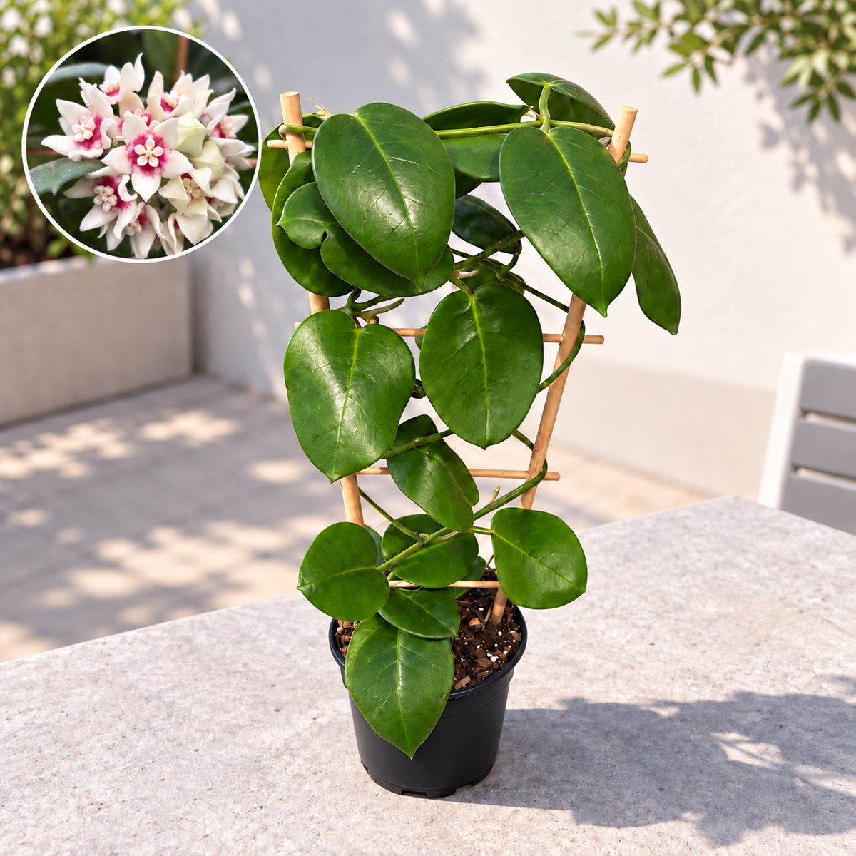 Hoya calycina 'Stargazer' - esemplari XL - la Hoya più profumata