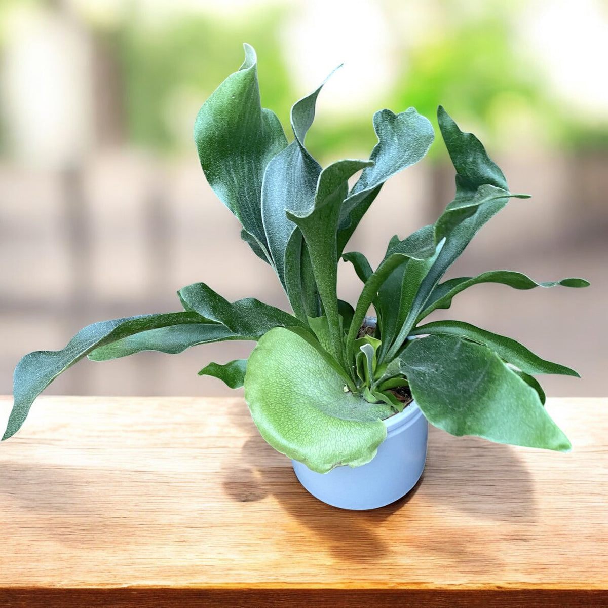 Platycerium bifurcatum - Farn „Hirschgeweih“, exotisch und spektakulär