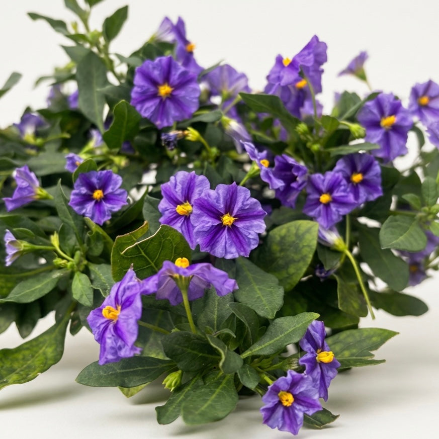 Lycianthes rantonnetii ‘Blue Fountain’