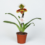 Paphiopedilum USA hybrid mix