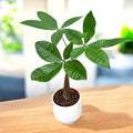 Pachira aquatica – Money Tree, symbol of prosperity