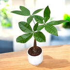 Pachira aquatica – Money Tree, symbol of prosperity