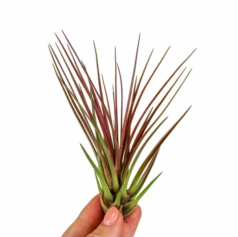 Αερόφυτο Tillandsia Melanocrater Κόκκινο