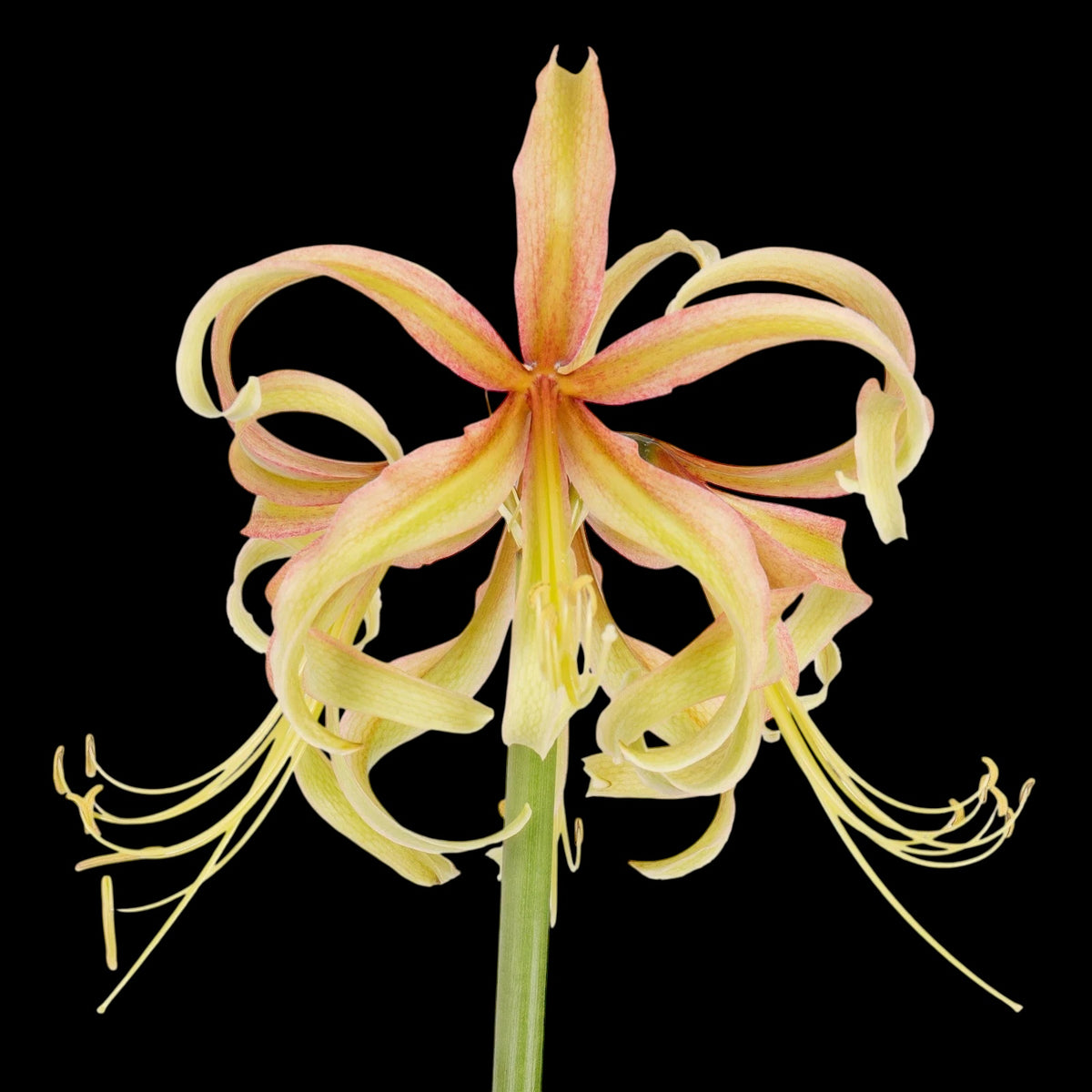 Amaryllis (Hippeastrum) ‘Sonatini Saffron’ – exotische Lilie mit gelb-safranfarbenen Blüten