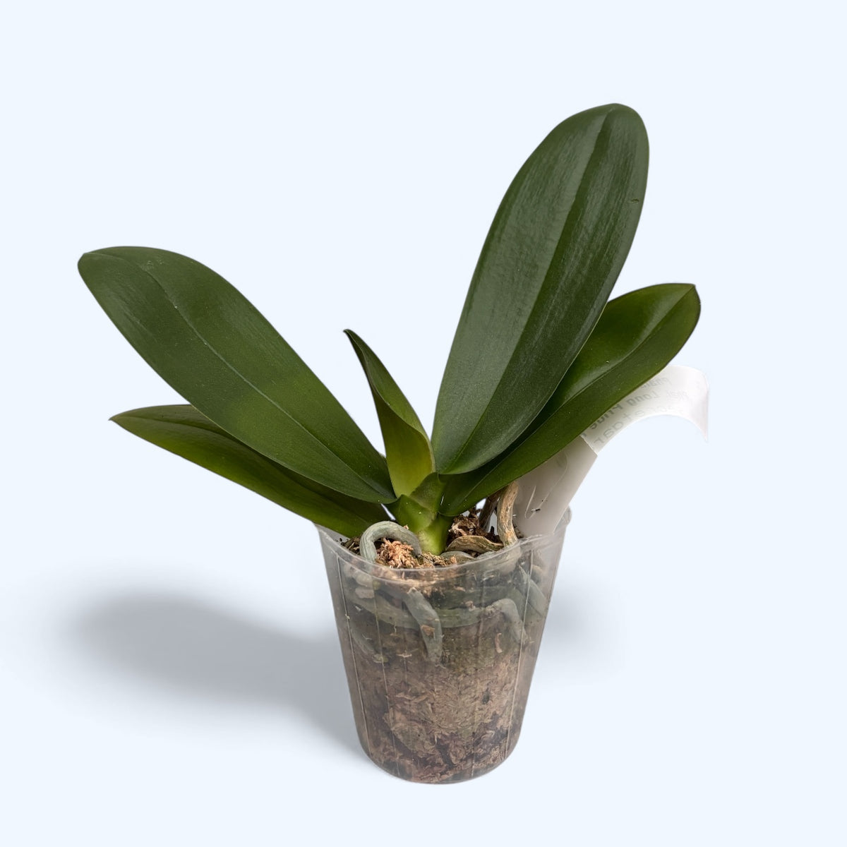 Phalaenopsis Pinif (Phal. Long Pride Flash)