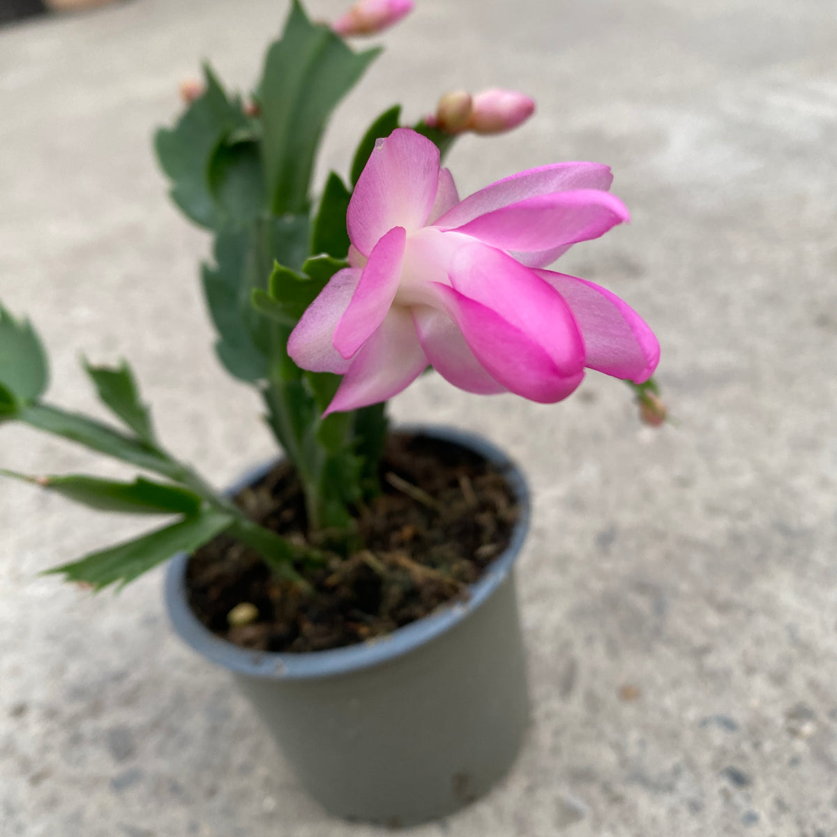 Schlumbergera ‘Thor Eliza’ (Pink Christmas Cactus) 2pp