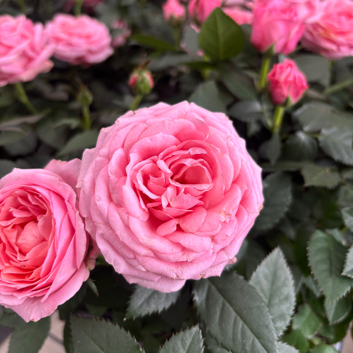 Trandafiri Rosa Kordana Grande Adele  - flori parfumate si mari