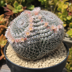 Mammillaria parkinsonii – kaktus s okom sove, meksički kaktus s bijelim bodljama