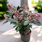 Skimmia Japonica Rubella (Liliacul japonez) XL - 2-3 plante/ghiveci