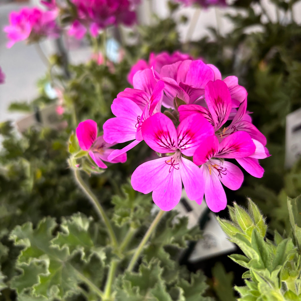 Vonné muškáty - Vonný pelargonie ‘Isko Rose’ (růžová vůně)