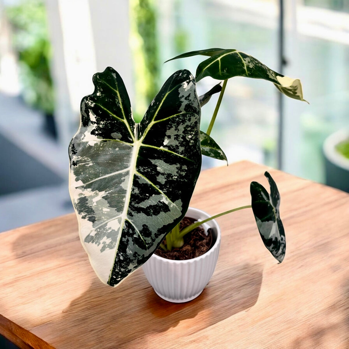 Alocasia micholitziana ‘Frydek Variegata’ – eleganta tropicala in verde smarald si alb-crem