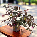 Loropetalum chinense ‘Fire Dance’ - shrub with purple foliage and vibrant pink flowers