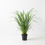 Cymbidium mix without flowers