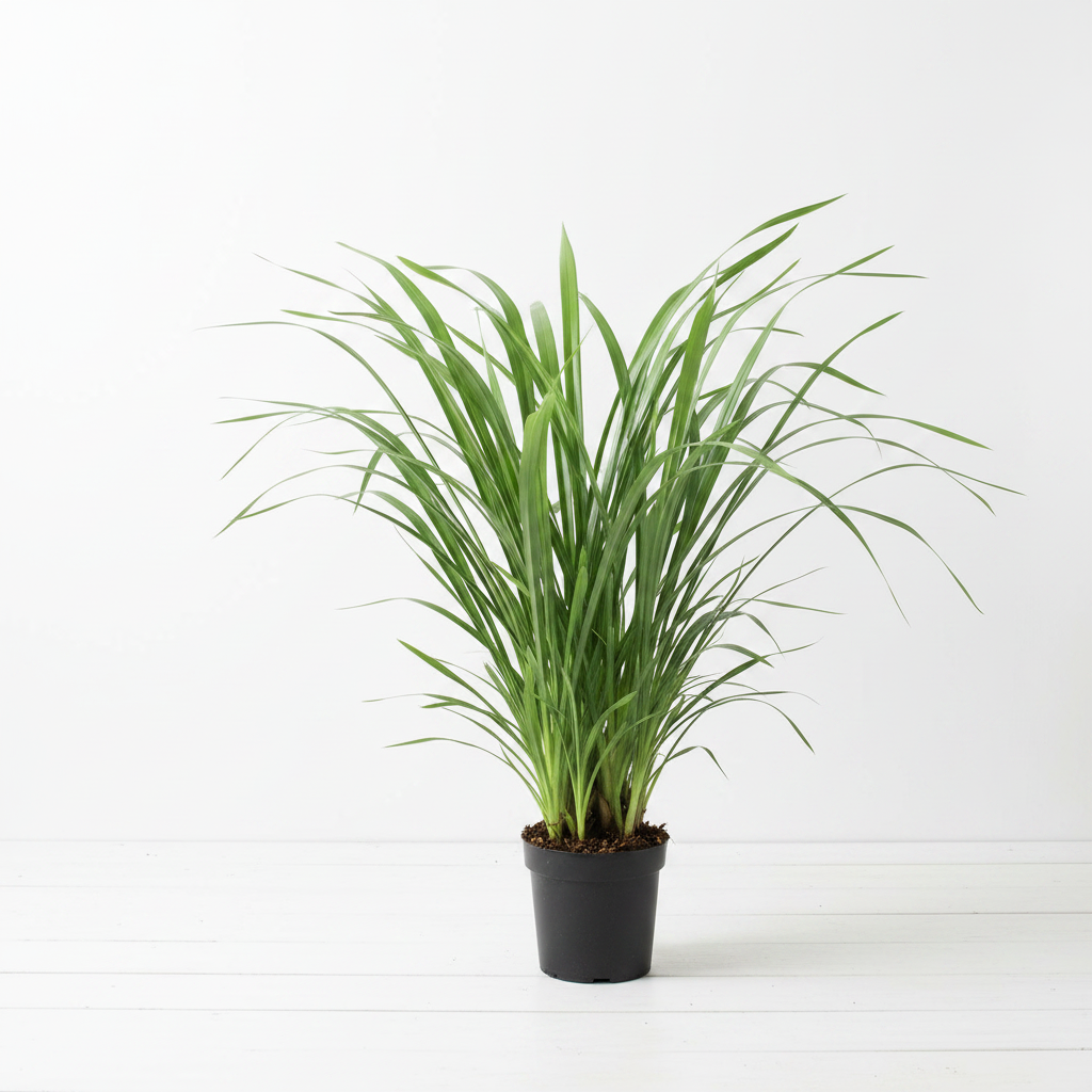 Cymbidium mix without flowers