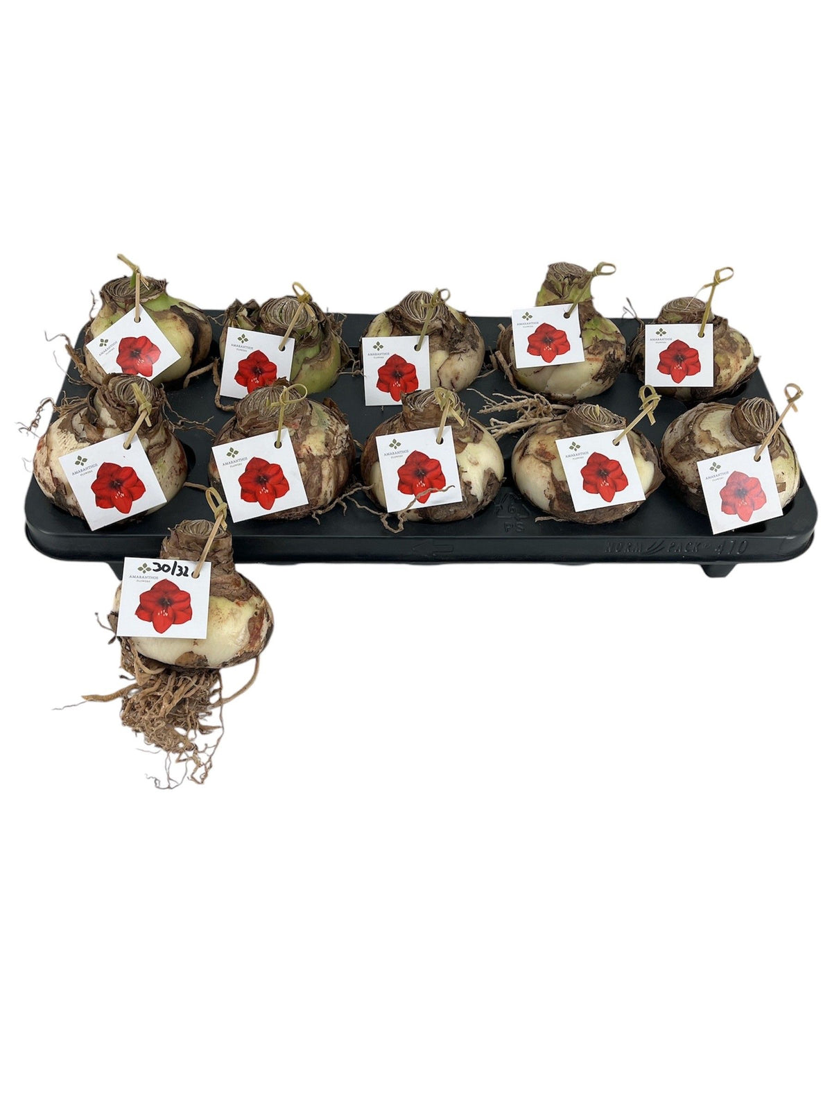 Hippeastrum Red – Amaryllis-Zwiebeln mit roten Blüten
