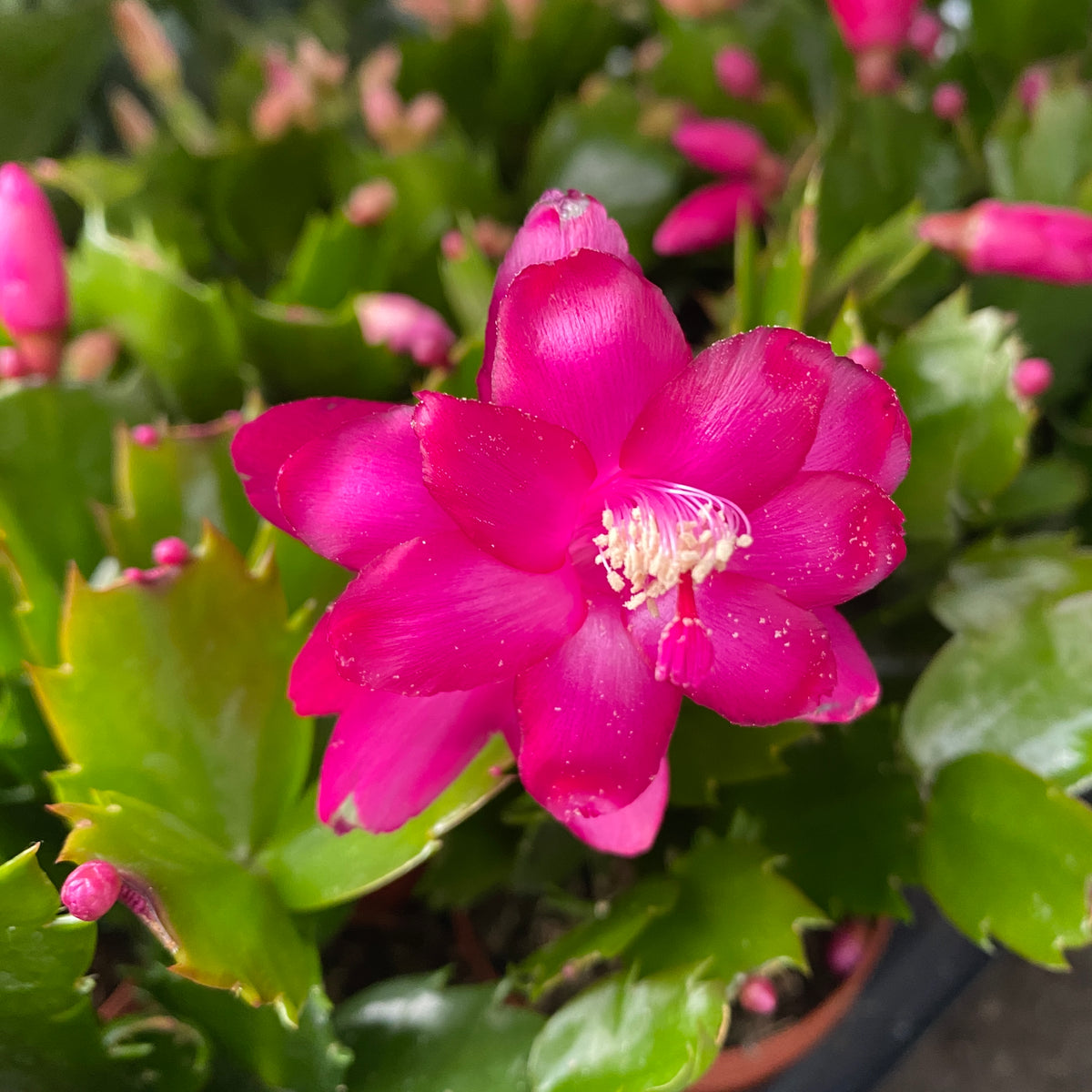 Schlumbergera 'Purple Brazil' (Cyclamen Christmas Cactus)