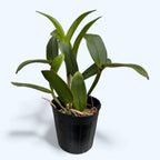 Cattleya Yuan Dung Sweet 'Drachenfrucht' *duftend